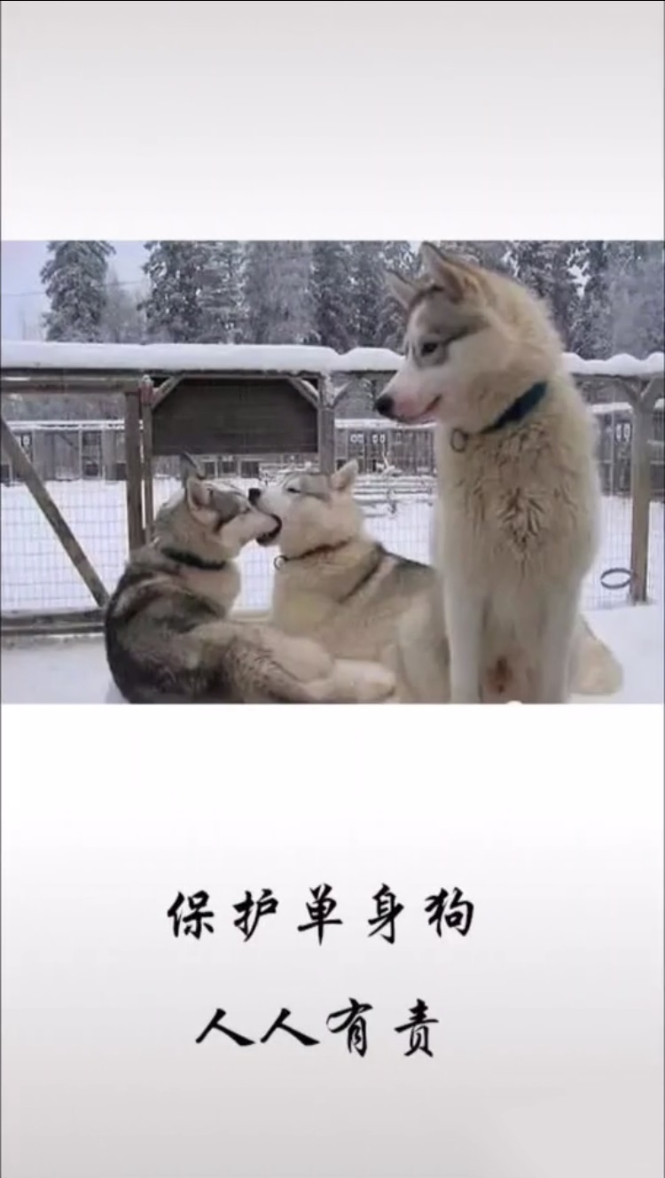 抖音保护单身狗人人有责图片分享