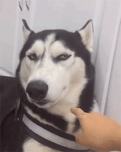 《微信》8.0动态壁纸大全